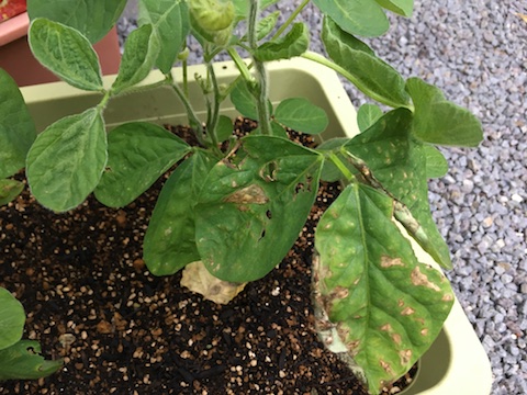 エダマメの記録「葉が変だ！」：カントリー親父さんの日記 by 菜園ナビ