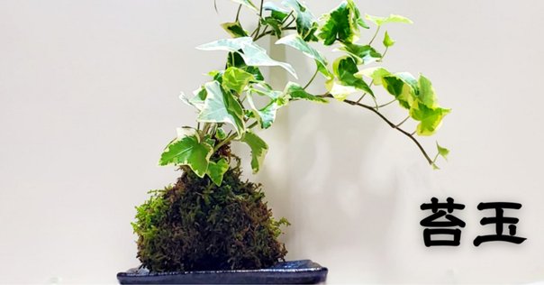 アイビー 苔玉仕立て, 9月末には観葉植物の苔玉ワークショップを予定しています。,店頭でも販売用として育てやすい植物を中心に苔玉に仕立ててますので、お探しの方はお立ち寄りください🙇🏻‍♀️,苔玉で育てることで鉢植えよりも乾きやすく直に触って乾き具合を確認できるので、水やりのタイミングがわかりやすいのがポイントです。,