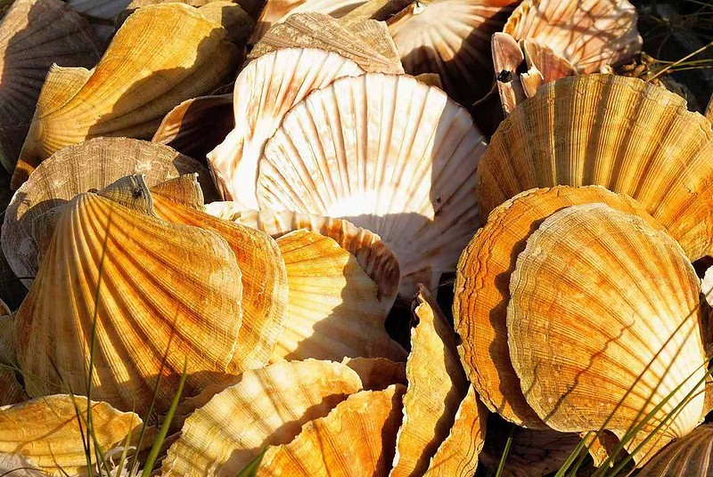 通販 殻付きホタテの開け方や焼き方、貝柱の食べ方は？ウロは食べられる？株式会社隆勝丸