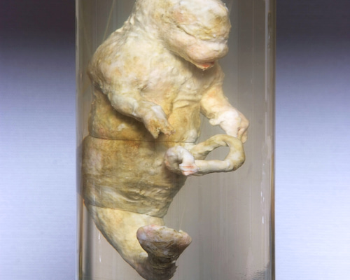 えこはまで「カブトムシの標本づくり」体験 - 浜松市子育て情報サイト ぴっぴ