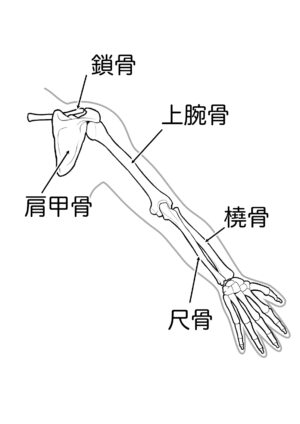 腕を動かすと引っかかる 肩峰下インピンジメント症候群AR-Ex 尾山台整形外科