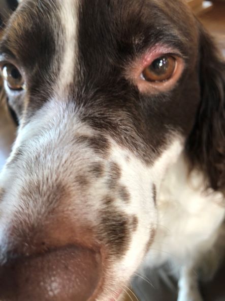 眼瞼炎 犬の眼瞼炎、目の周りが腫れている、赤い獣医眼科専門外来- HALU代官山動物病院渋谷、渋谷駅・恵比寿・代官山