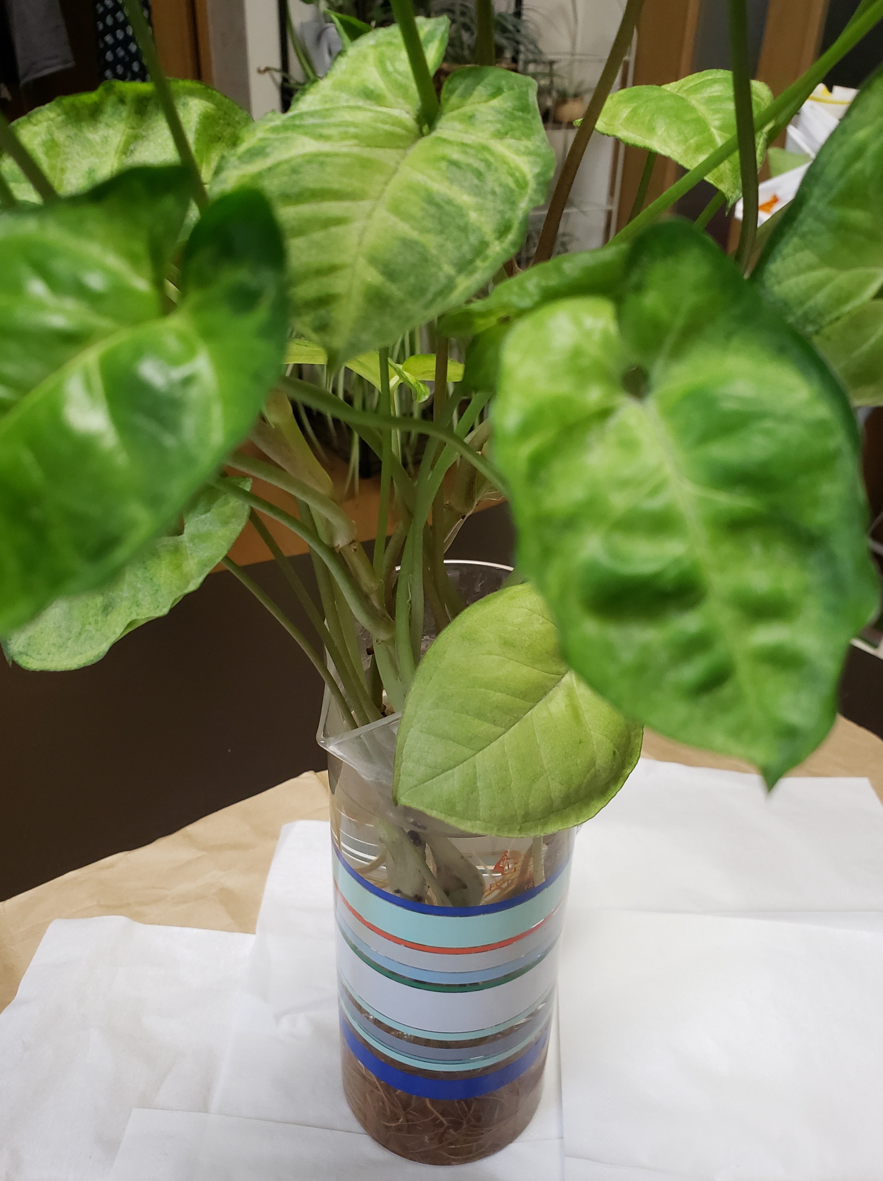 シンゴニウムの育て方・栽培方法LOVEGREEN ラブグリーン