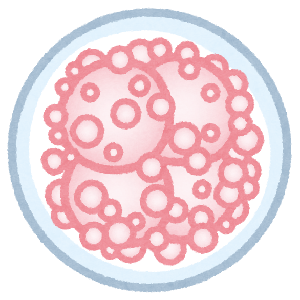 受精卵のグレードのイラストかわいいフリー素材集 いらすとや