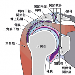 短鍼を用いて背中の痛みにアプローチ棘上靭帯、棘間靭帯刺鍼