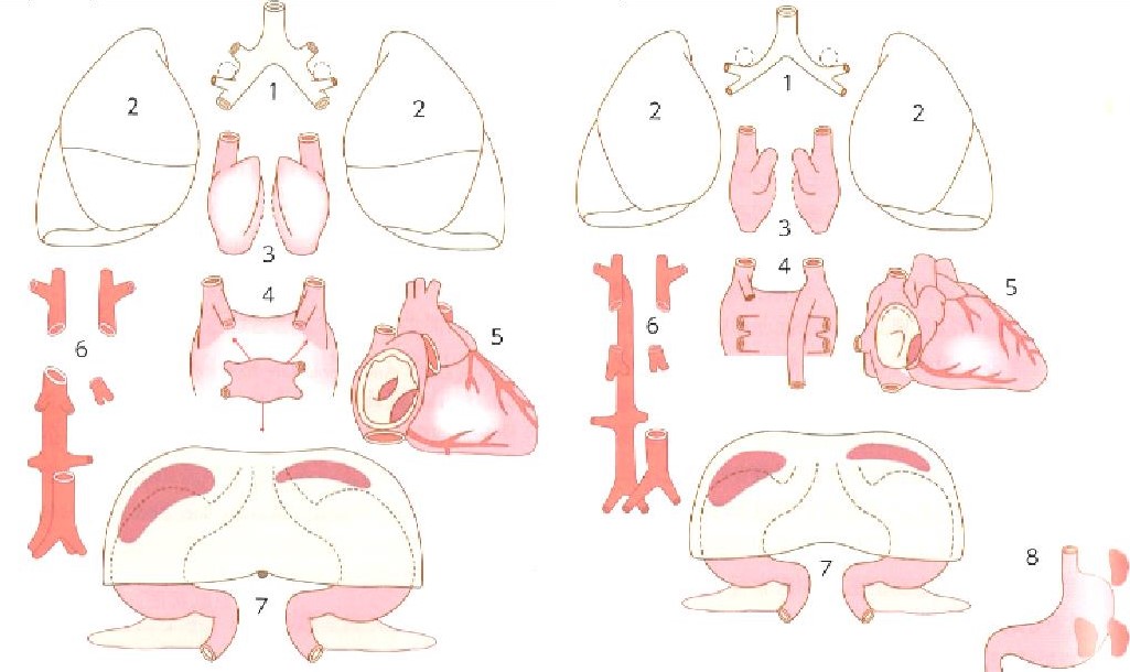 脾臓って何？からだずかん