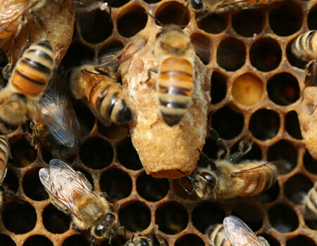 ①ニホンミツバチの産卵から分蜂・女王誕生・交尾飛行までの日数 改定: ニホンミツバチが住める里山を育てる会