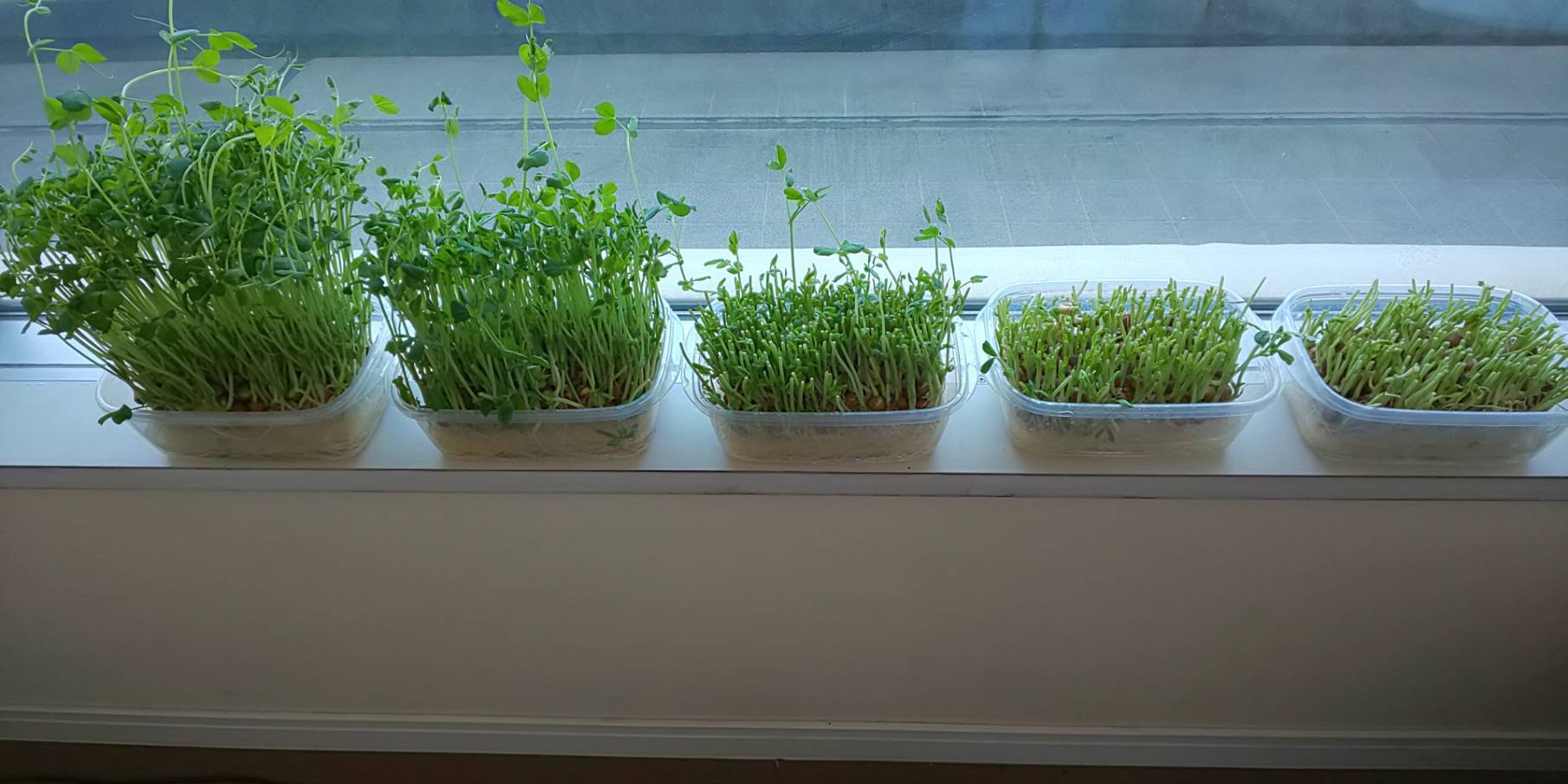 豆苗の成長記録: 葵かを里公式ブログ