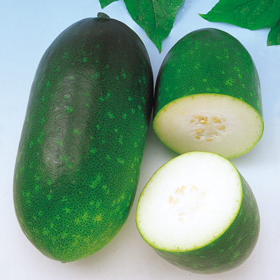 冬瓜 トウガン の育て方 種まき3月・4月暇人主婦の家庭菜園 - 楽天ブログ