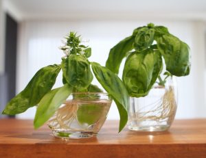 水耕栽培 バジルをスタバカップで育てます！種まき〜収穫まで - ハニコログ