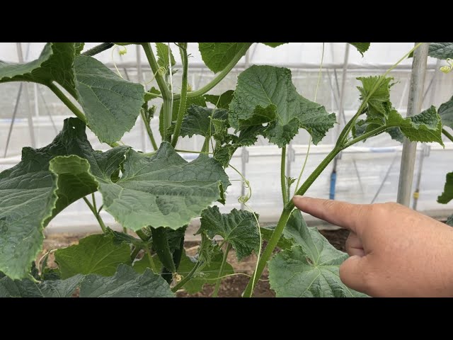 きゅうりの摘心の仕方わき芽はどこ？葉っぱの切り方を図解で解説🍀GreenSnap グリーンスナップ