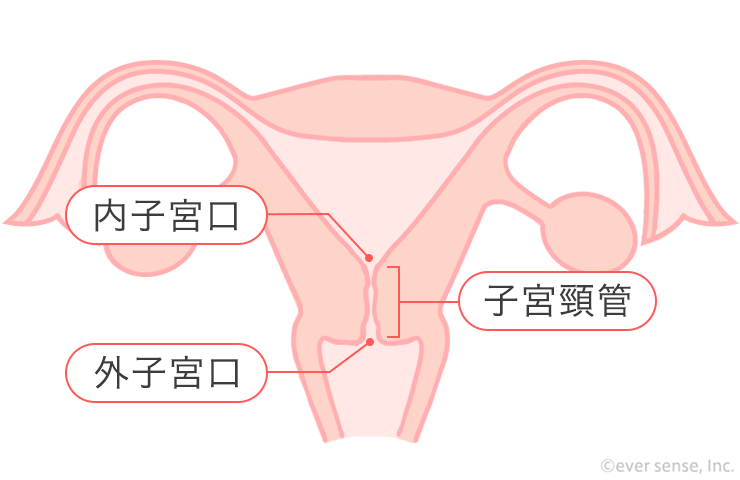 子宮口が開くとは？ – 神門鍼灸整骨院本院