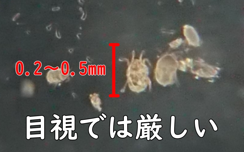 ダニはどこから家に入ってくるのですか？繁殖を防ぐ方法は？くらしにプラスエステー株式会社