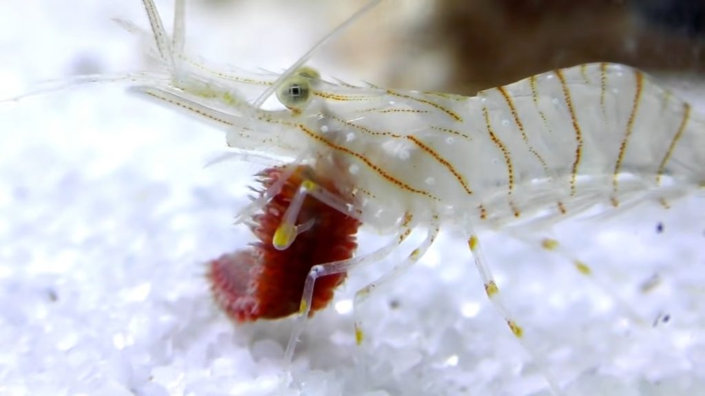 美しい青い血」が重宝されるカブドガニが減少 感染症診療を進歩させた立役者 倉原優- エキスパート - Yahoo!ニュース