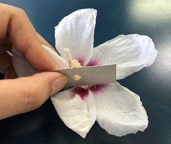 花粉の研究 －花粉の観察と発芽及びスギ花粉の飛散調べ－小学校の部 オリンパス特別賞入賞作品 自由研究自然科学観察 コンクール シゼコン