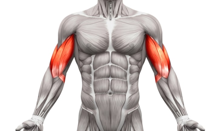 腕橈骨筋イラスト - No: 23315832無料イラスト・フリー素材なら「イラストAC」