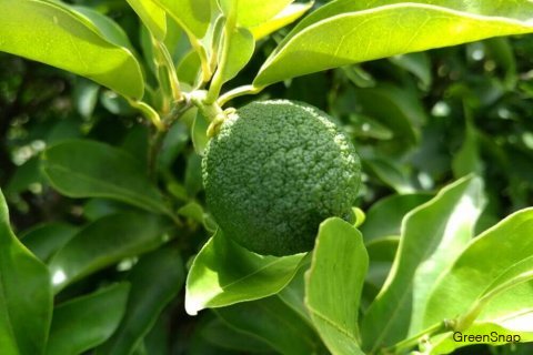 ゆずに含まれる栄養とは？ゆずの健康効果とおすすめの食べ方を紹介。 – 野菜.com