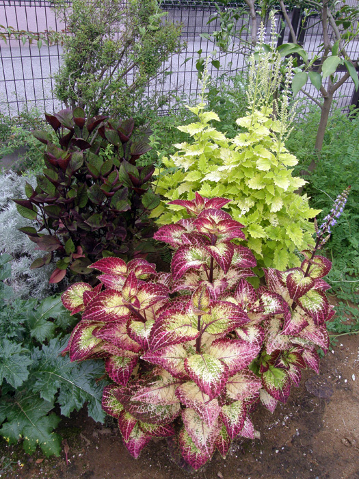 我家のコリウスの種類 コリウスの育て方 : 育て方.jp花、野菜の育て方など