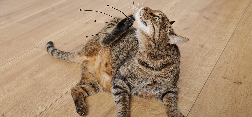 2020年夏一大事件簿～ノミ被害編～ - 動物病院京都 ねこの病院