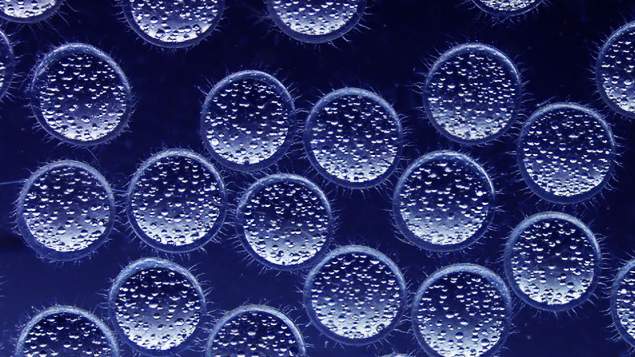 体細胞分裂 染色体 分裂の写真素材 - PIXTA