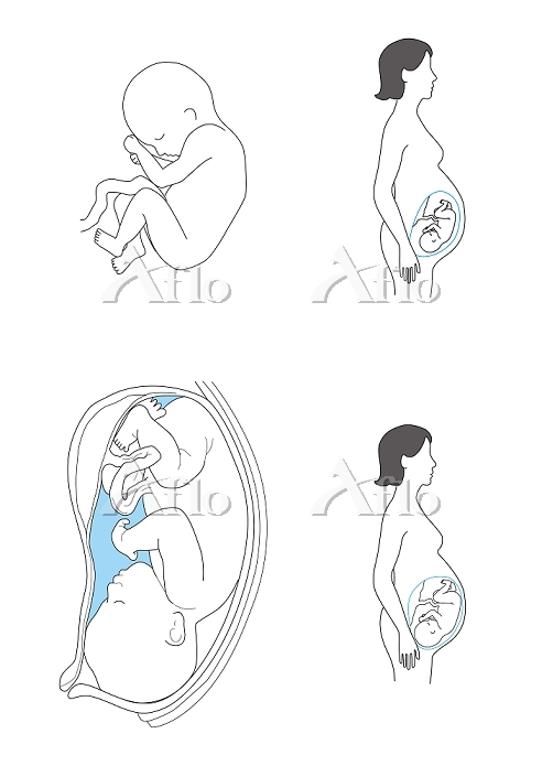 子宮内の胚、セット。妊娠のさまざまな段階における胎児の発育と成長Premiumベクトル素材