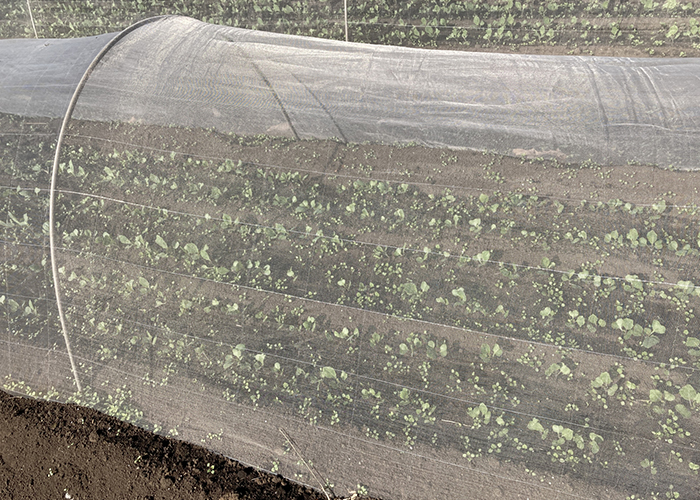 防除ハンドブック サツマイモの病害虫 - 全国農村教育協会 出版サイト