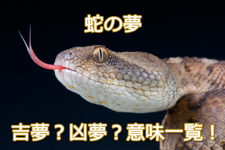 夢占い蛇の夢は金運や健康運のサイン！蛇の色別の意味や噛まれる夢は！？ - 電話占いおすすめ情報比較サイトキャラミル研究所