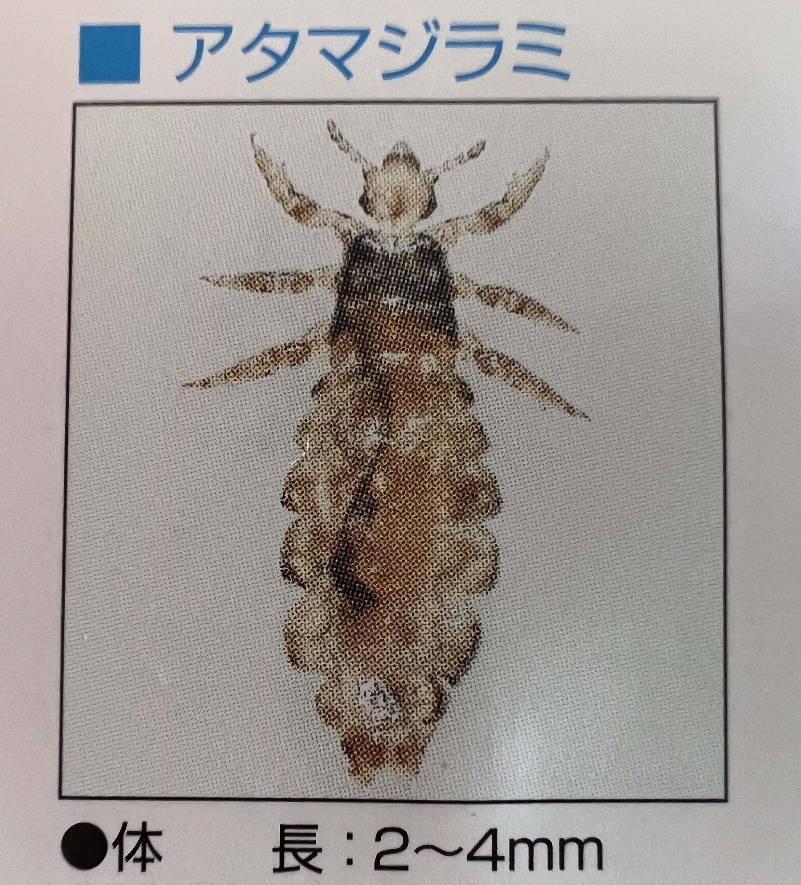 犬のシラミ症を丁寧に解説わんらぶ大学