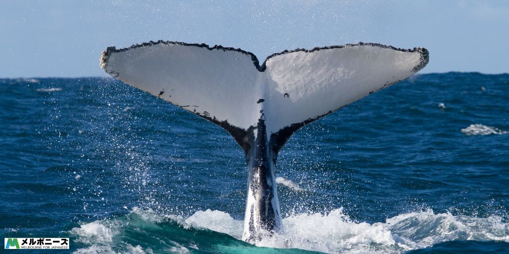 ホエールスイム 沖縄 何度もやってくる子クジラがかわいすぎた