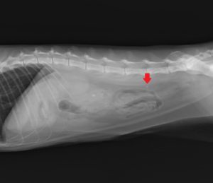 猫の尿管結石ワラビー動物病院グループ蕨市・川口市・旭川市