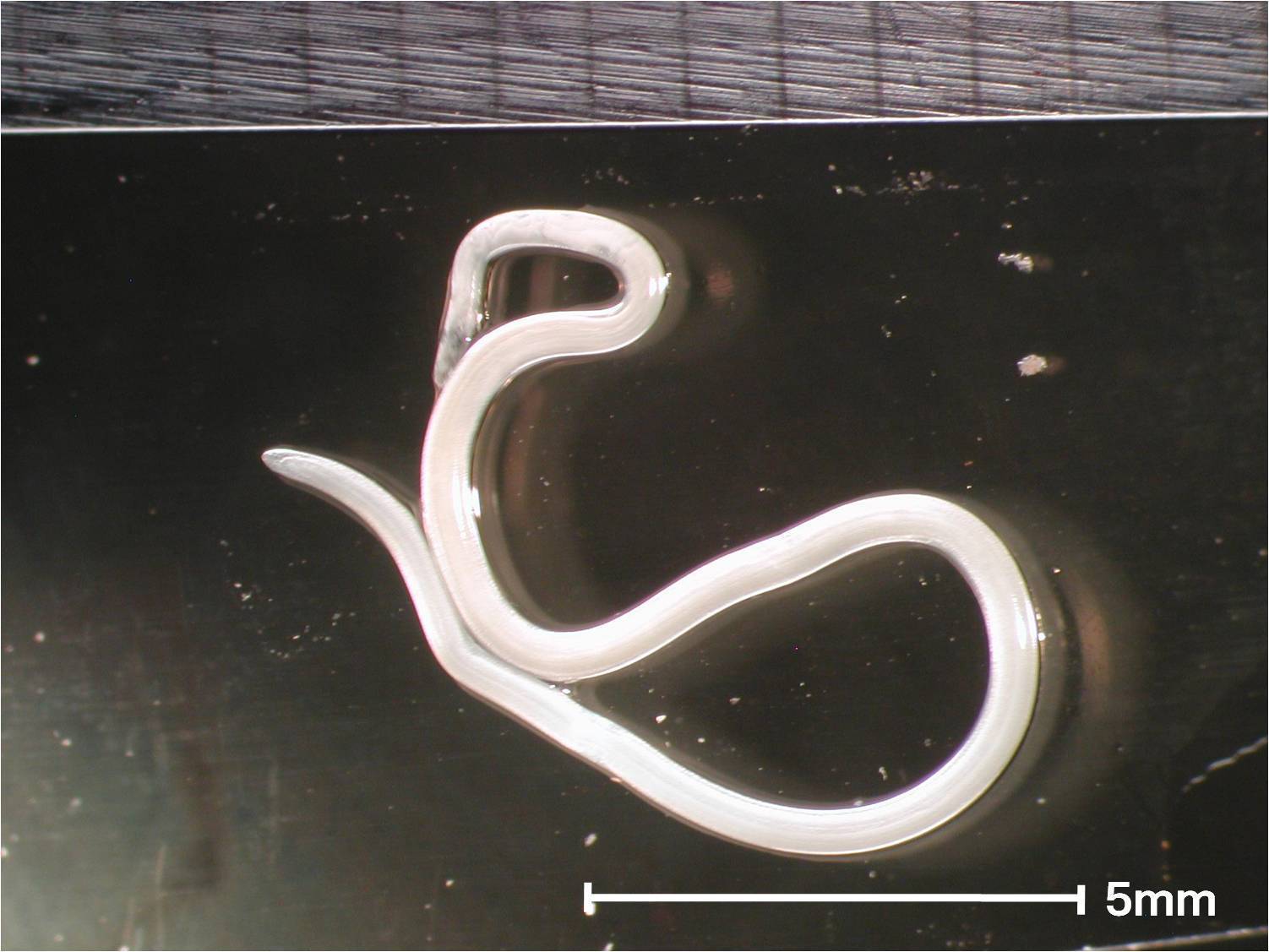 アニサキスのお化け『シュードテラノーバ』 大きさは2〜3倍にもTSURINEWS