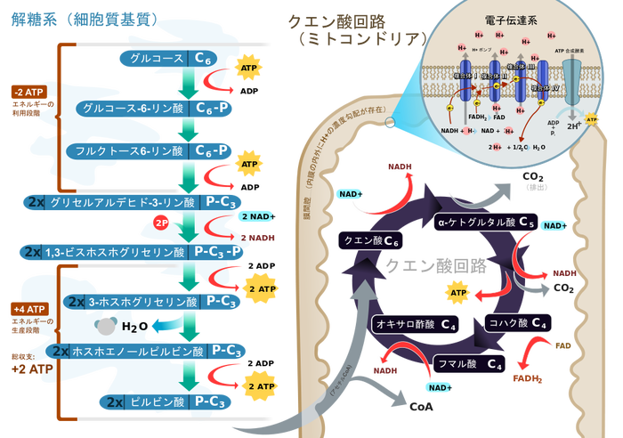 アルコール発酵、乳酸発酵薬学まとめました