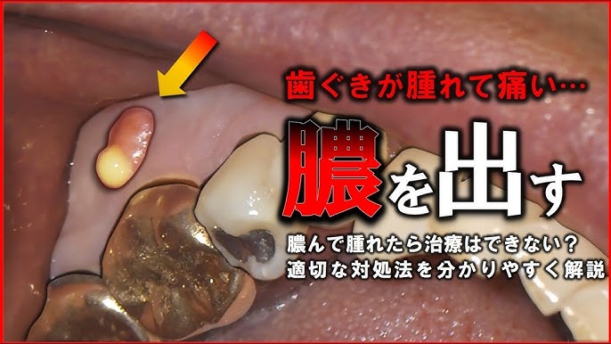 皮膚粘膜膿皮症 - 学芸大学・目黒区碑文谷の動物病院アビス動物病院