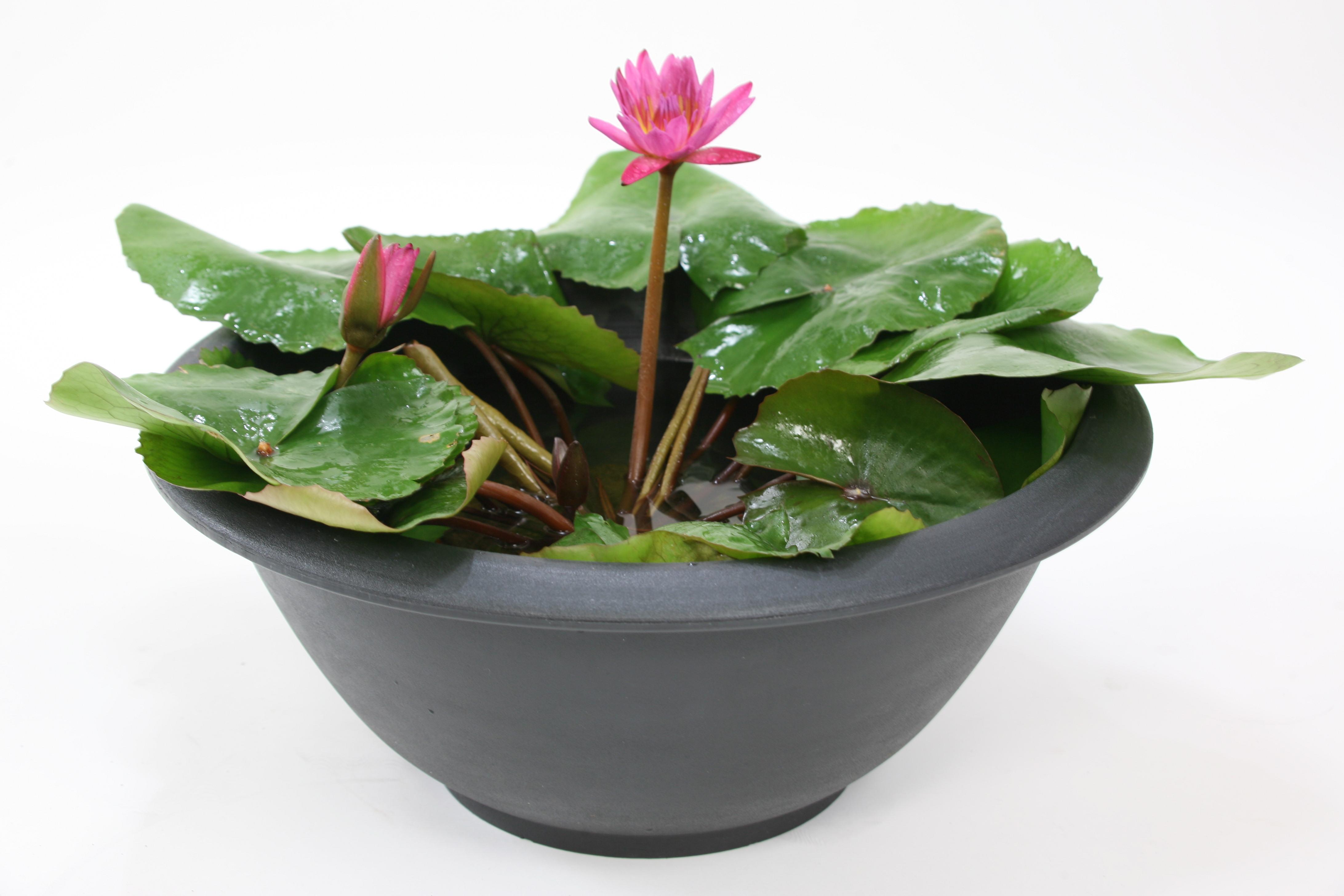 温帯スイレンの植え替え プランター栽培編