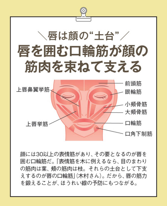 表情筋イラスト