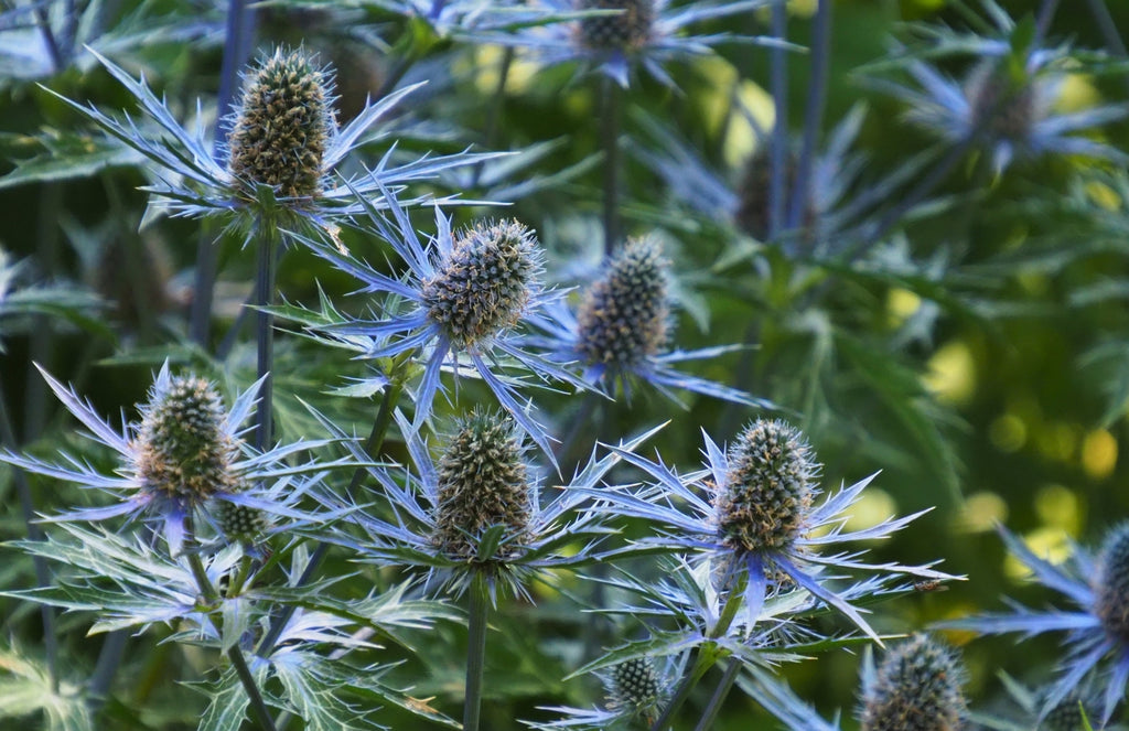 愛・恋・好き・愛情など 恋愛にまつわる花言葉をもつ花一覧