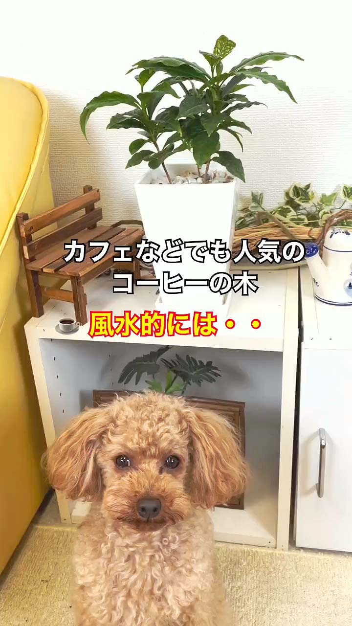 コーヒーの木の風水効果と置き場所について観葉植物・お花の通販 AND PLANTSアンドプランツ
