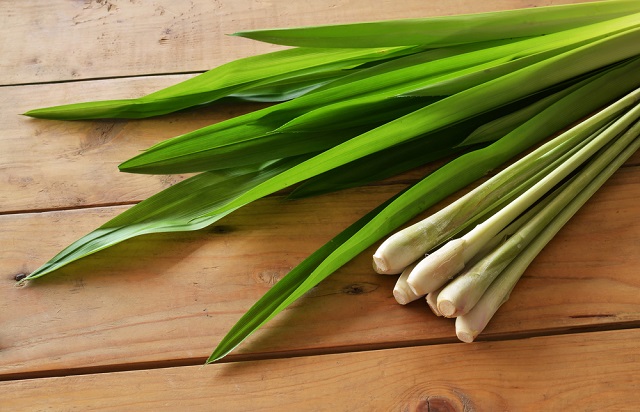 無印のアロマオイルでゴキブリ対策する方法や人気の香り3選を紹介