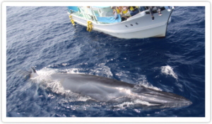 シャチ」の英語名は2つ”killer whale”と”orca”！イルカやクジラやサメも紹介 Kimini英会話