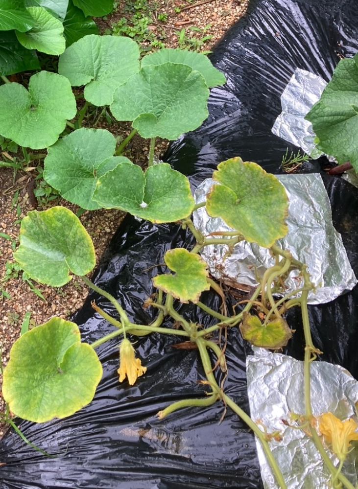 農薬ナシほぼ0円！梅雨のうどんこ病を治すには！？ ガッテン農法- 小庭菜園〜自然農法でやさい作り
