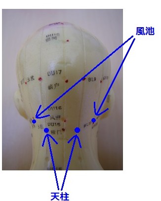 天柱 てんちゅうツボの場所と効果ツボネット 鍼灸の症例が検索できるツボ辞典