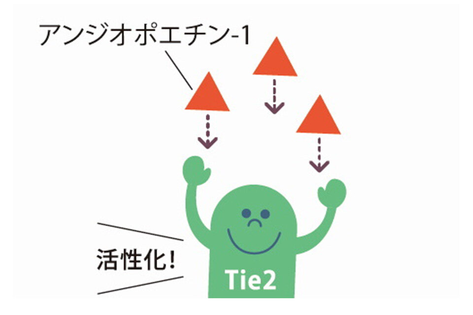ルイボスティーこだわり商品研究所