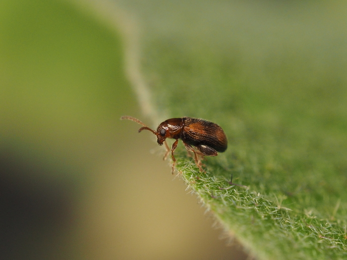 ナスノミハムシ ナストビハムシ、ナスナガスネトビハムシ農業害虫や病害の防除・農薬情報病害虫・雑草の情報基地全国農村教育協会
