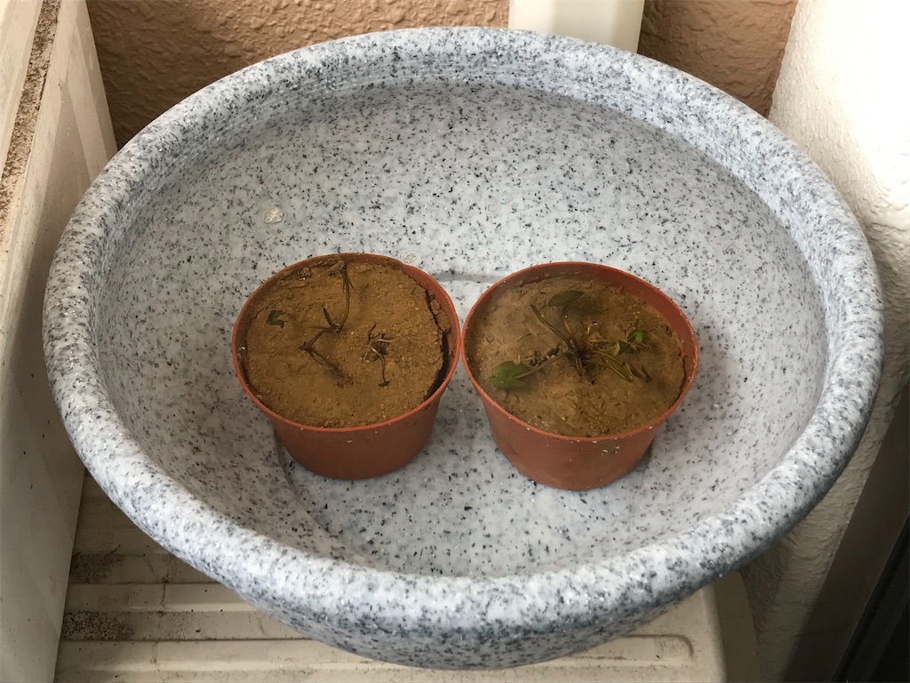 睡蓮の植え付けまとめ睡蓮の育成ブログ