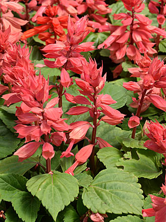 楽天市場本日P2倍ハーブ 苗 ボッグ セージ 花苗 苗木 多年生 多年草 宿根草 栽培 寄せ植え 育て方 使い方 選び方 野菜 収穫 時期料理 レシピ 簡単 肉 ハーブティ セージティ 作り方 乾燥 ドライ アロマ 香水 強壮 消化促進 健胃 整腸