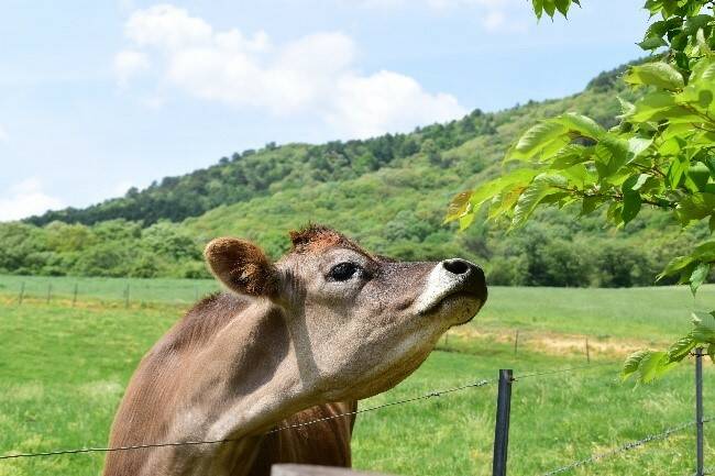 虫 難読漢字の一覧