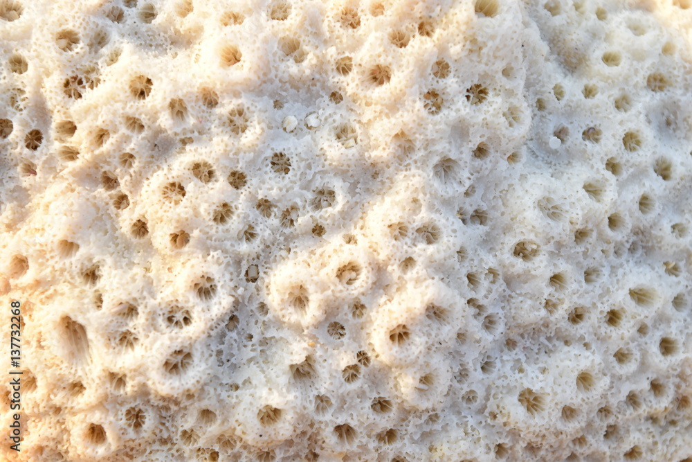 珊瑚 サンゴ まとめ売り