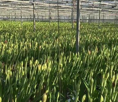 アマリリスの育て方HowTo情報コメリドットコム