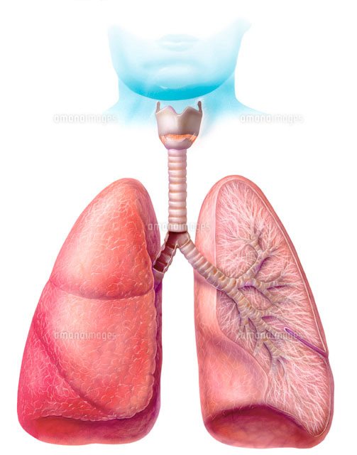シンプルな肋骨と肺のイラスト素材のイラスト素材115072787- PIXTA