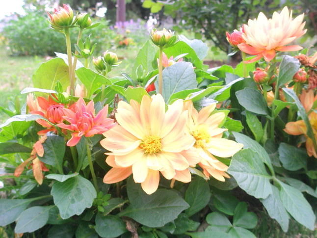 ヨシPhragmites communis